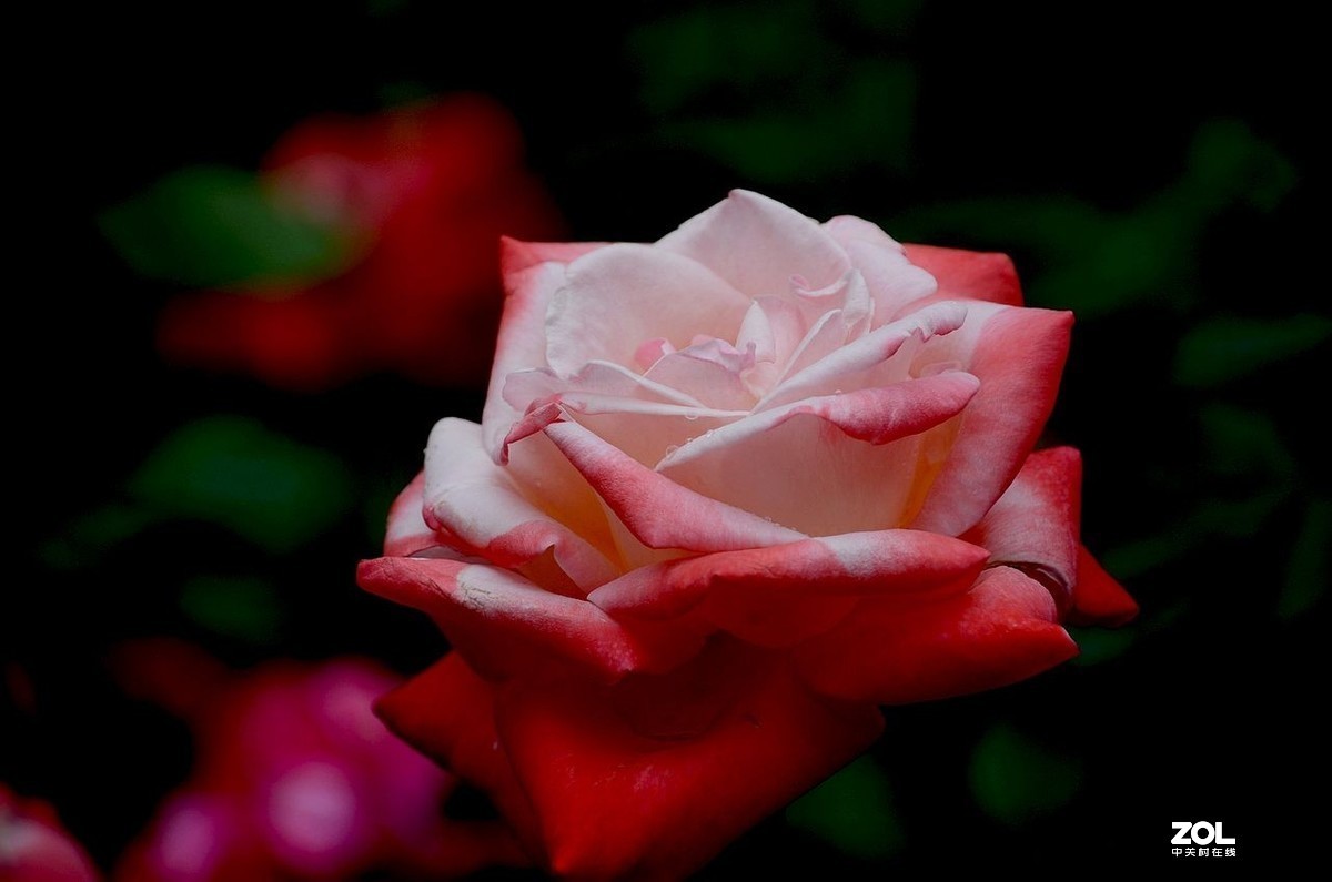 #版主坐堂#小五星空(中国)2019年十二月精品荟萃 下