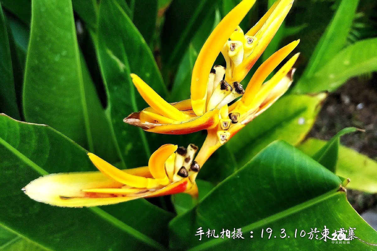 柬普寨游拍：（七）