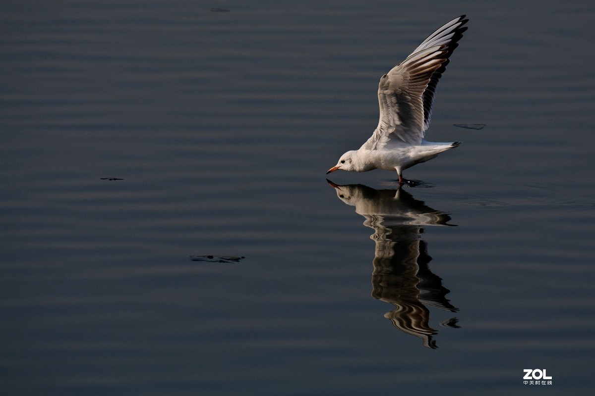 #版主坐堂#小五星空(中国)2019年十二月精品荟萃 下