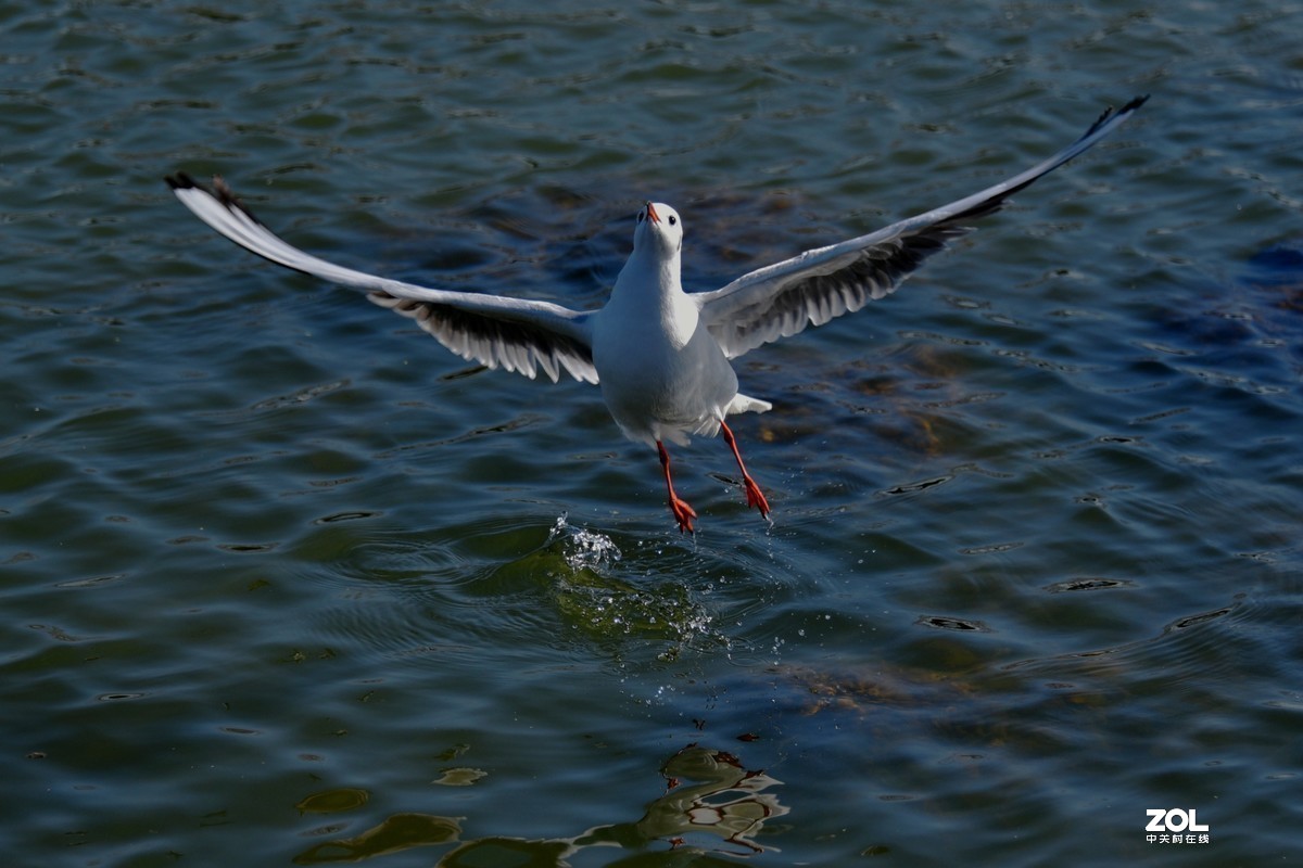 #版主坐堂#小五星空(中国)2019年十二月精品荟萃 下