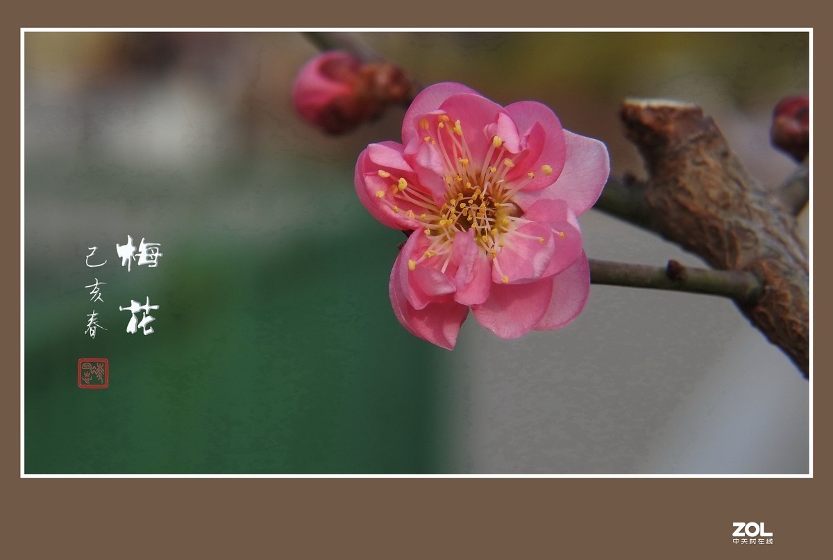 #版主坐堂#小五星空(中国)2019年十二月精品荟萃 下