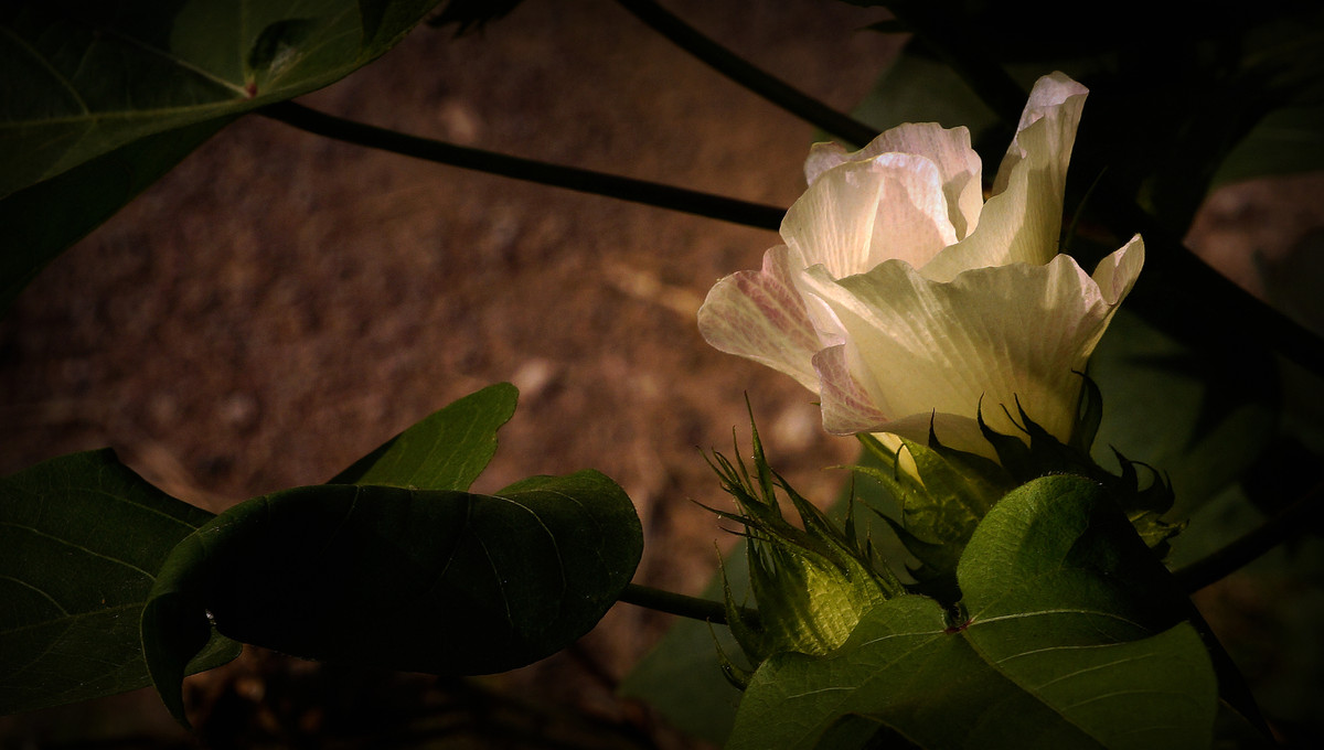 棉的花----深切悼念老友马未仁版主