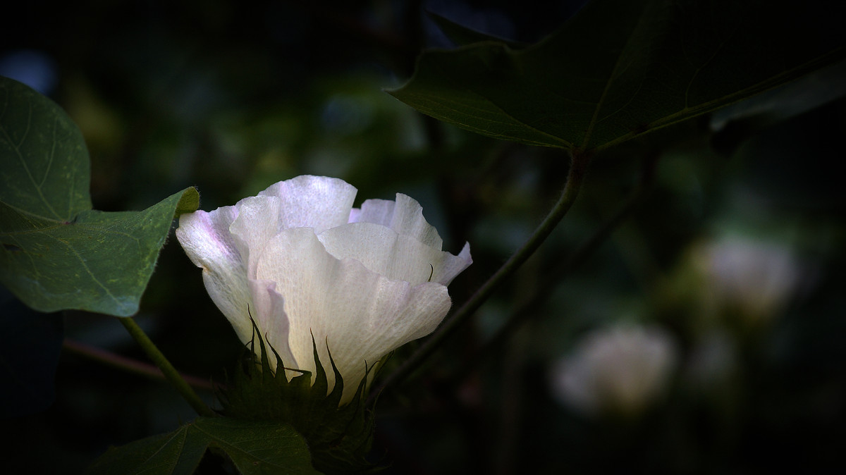 棉的花----深切悼念老友马未仁版主