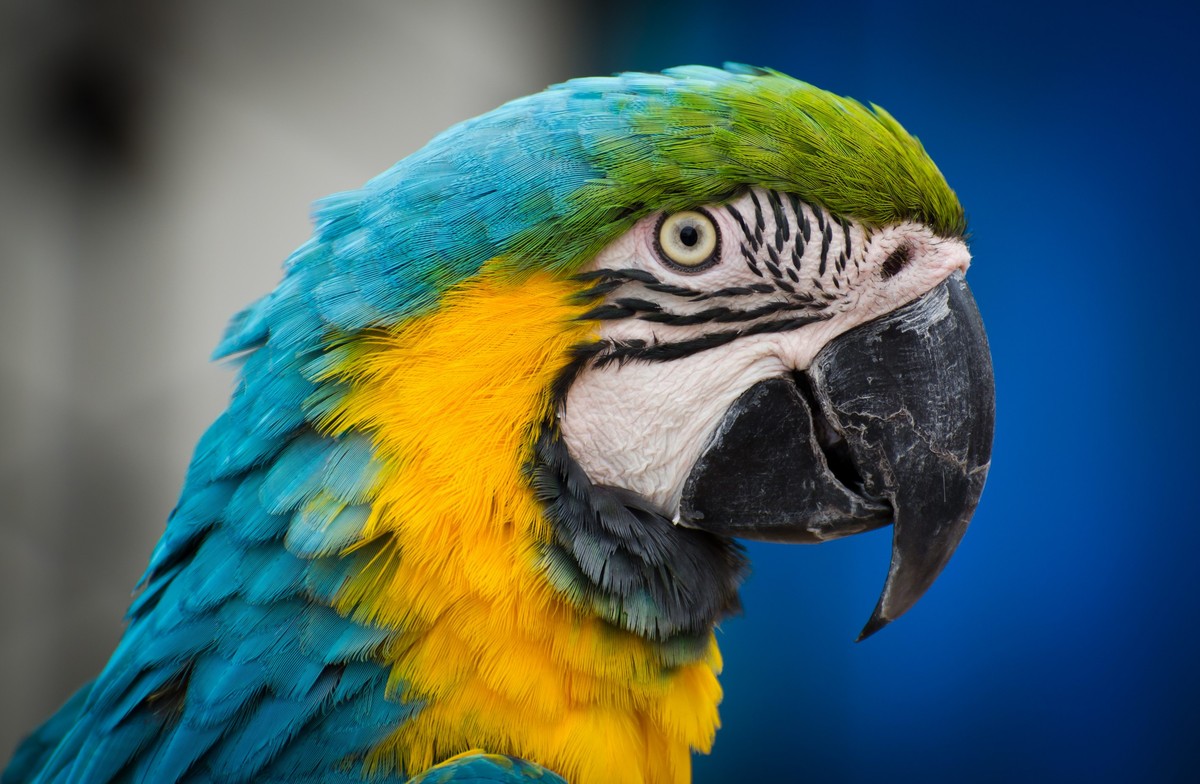 纯新手试拍“小老婆”，某宝1800?入手，觉得挺值O(∩_∩)O~