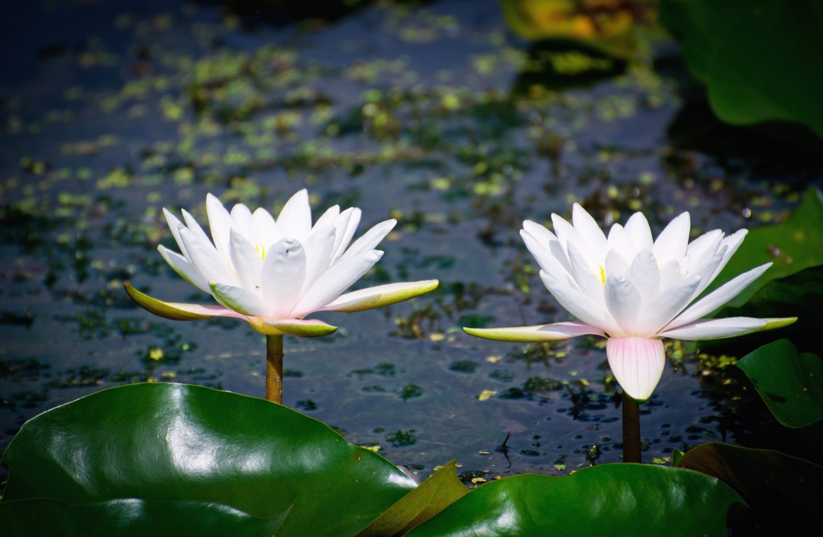 纯新手试拍“小老婆”，某宝1800?入手，觉得挺值O(∩_∩)O~