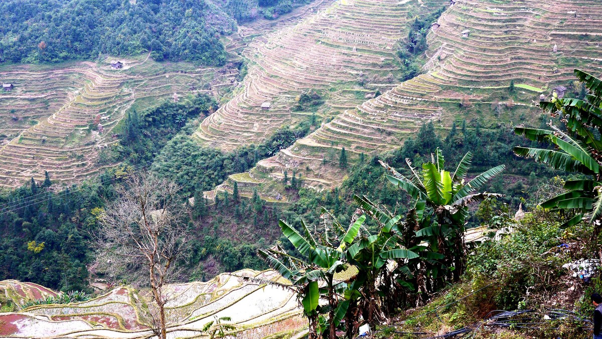 加榜梯田
