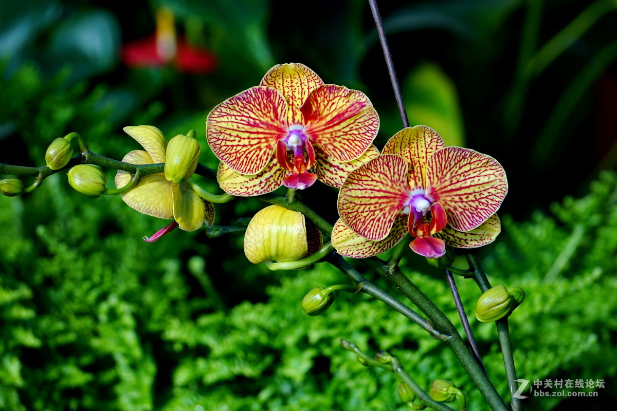 温室里的花卉蝴蝶兰