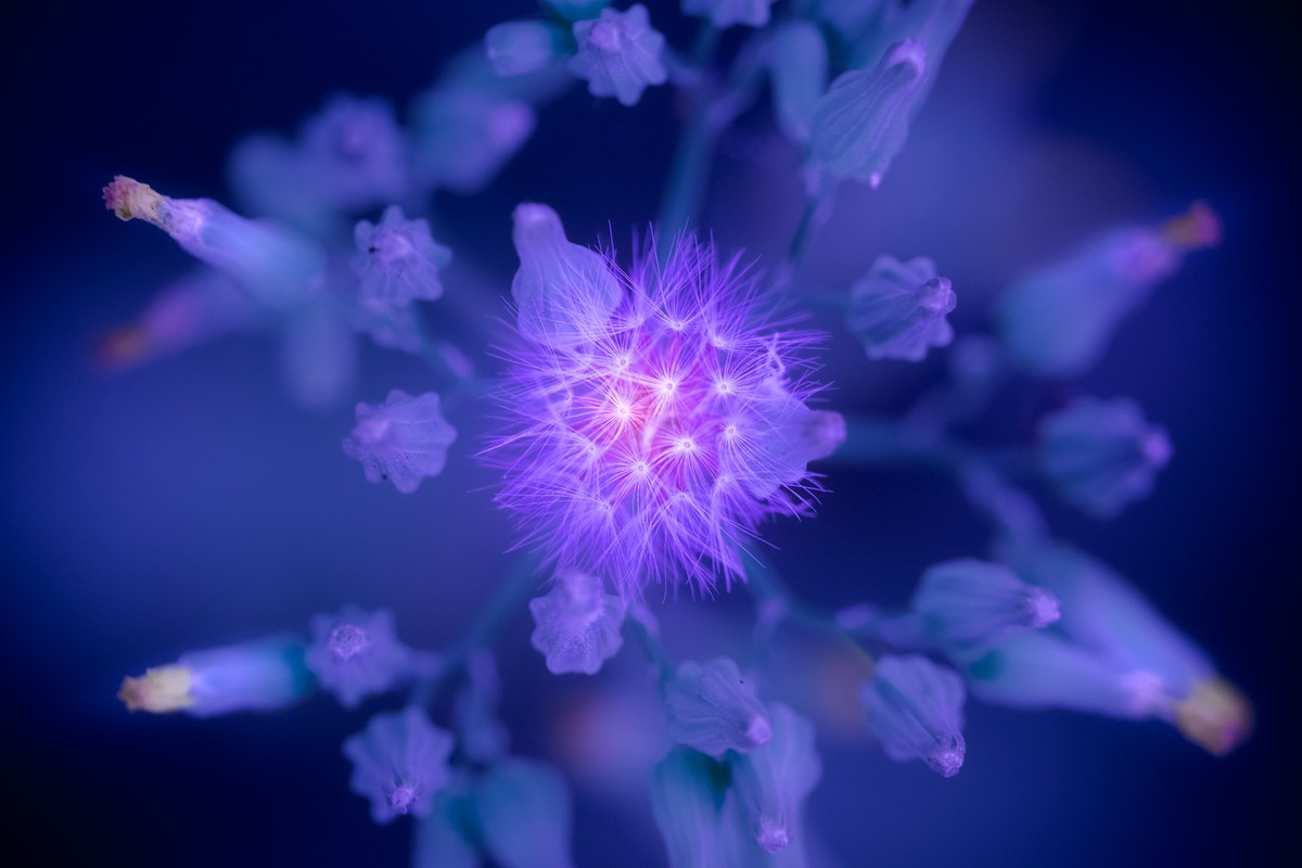 蒲公英