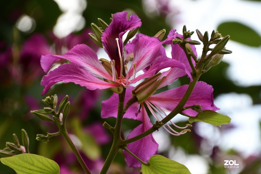 兄弟串门，旧款与新款的交锋。