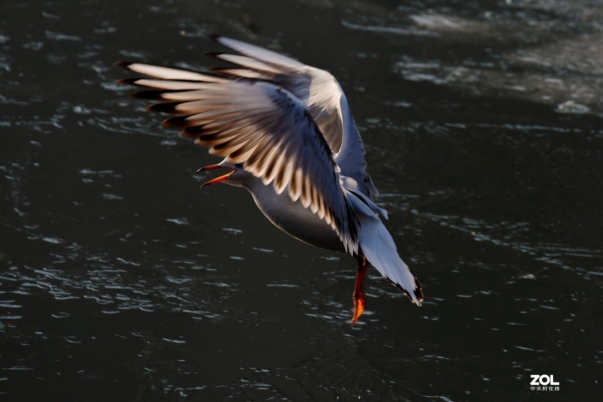 #版主坐堂#小五星空(中国)2019年十二月精品荟萃 下