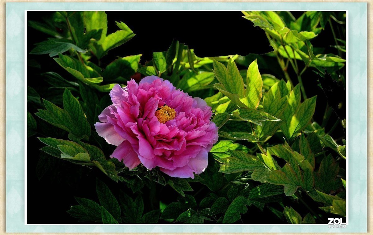 #版主坐堂#小五星空(中国)2019年十二月精品荟萃 下