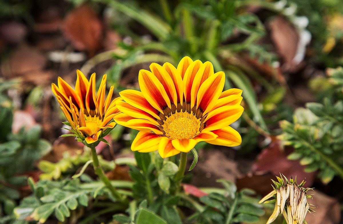 2015-08-24天人菊