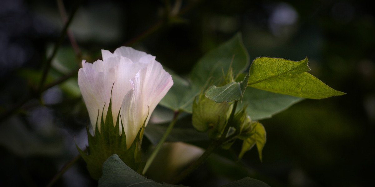 棉的花----深切悼念老友马未仁版主