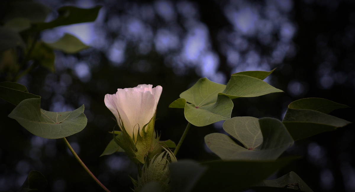 棉的花----深切悼念老友马未仁版主