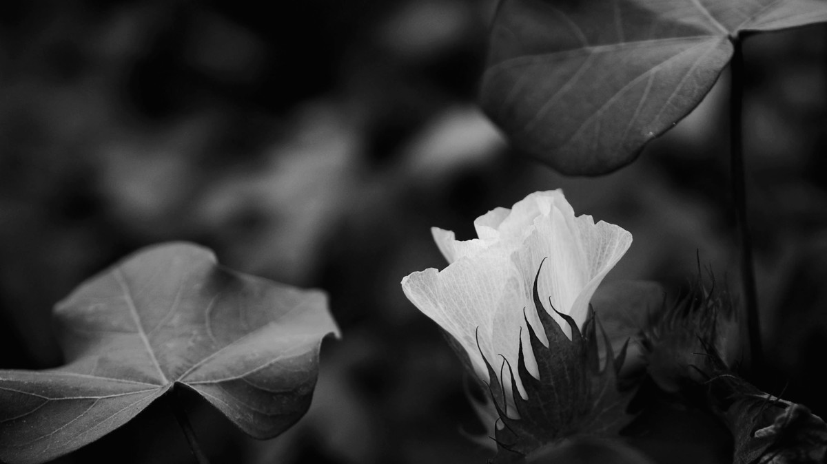 棉的花----深切悼念老友马未仁版主