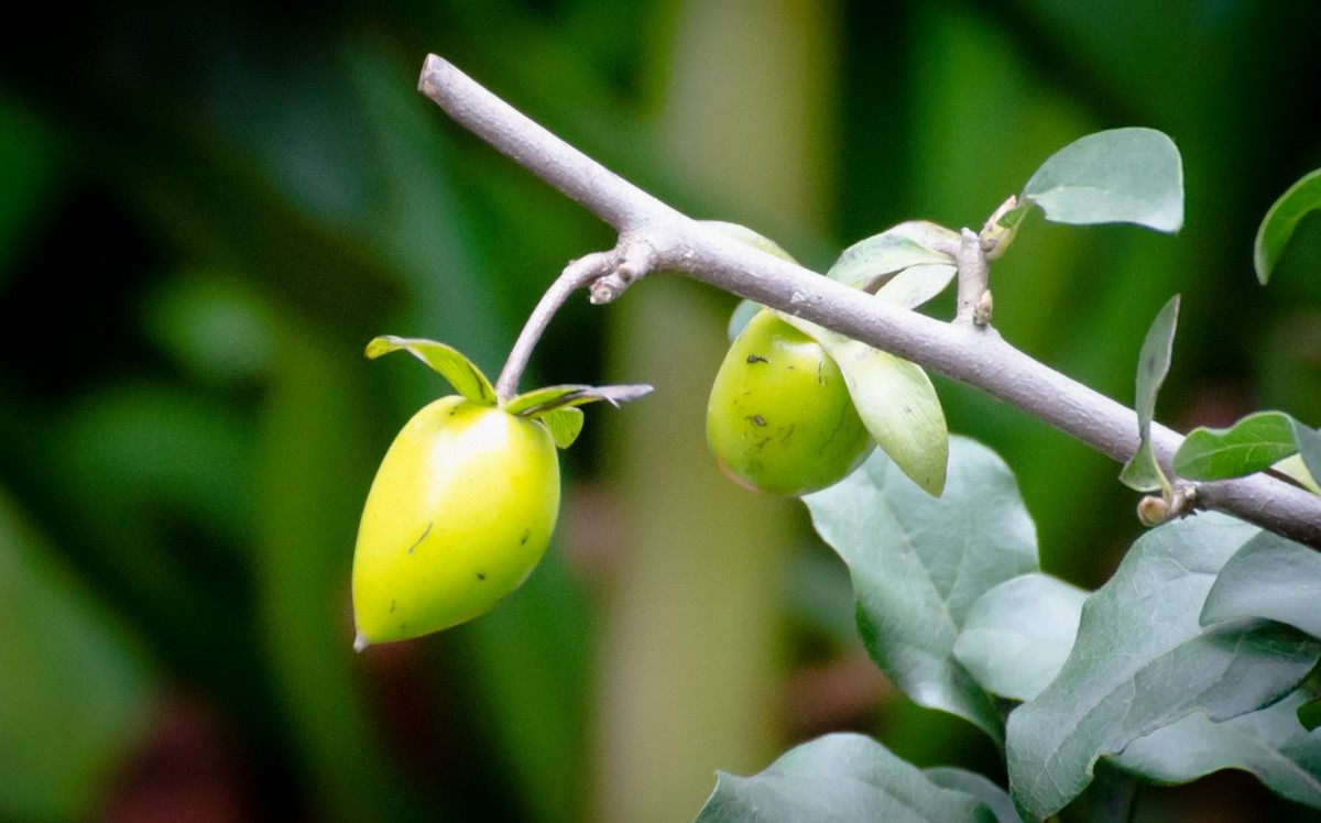 纯新手试拍“小老婆”，某宝1800?入手，觉得挺值O(∩_∩)O~