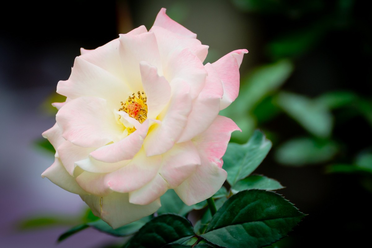 纯新手试拍“小老婆”，某宝1800?入手，觉得挺值O(∩_∩)O~