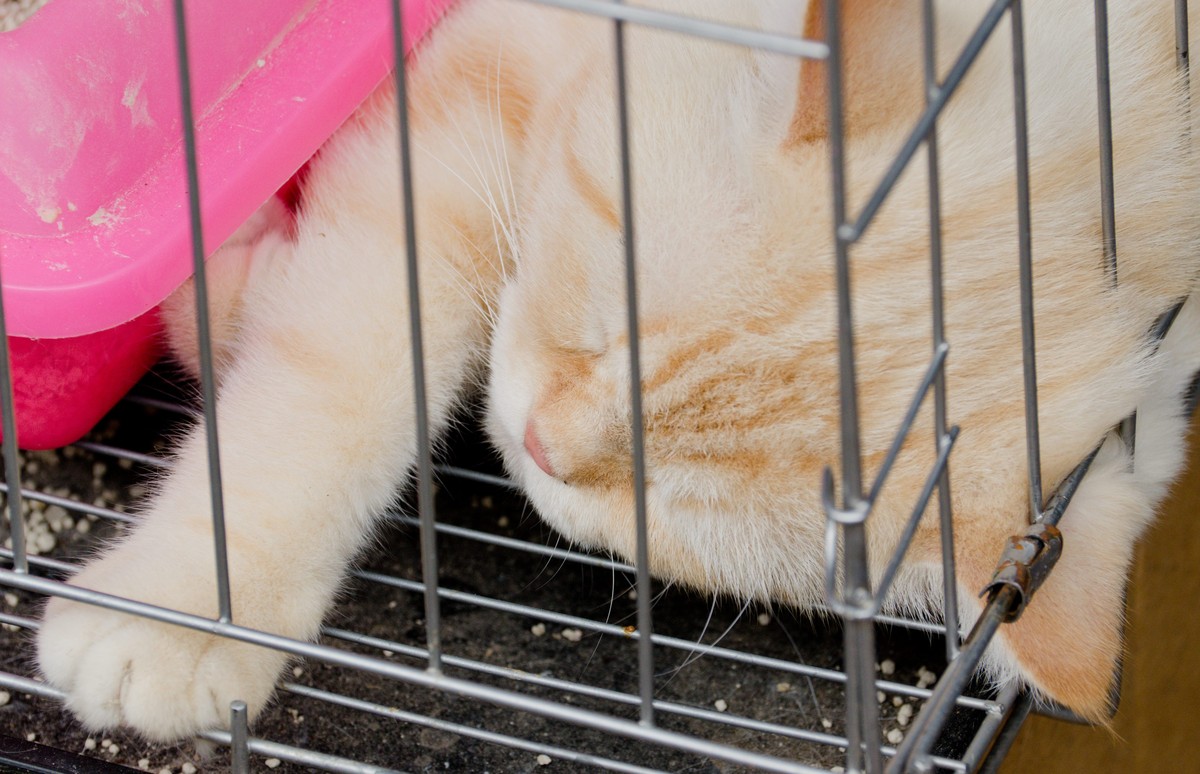 纯新手试拍“小老婆”，某宝1800?入手，觉得挺值O(∩_∩)O~