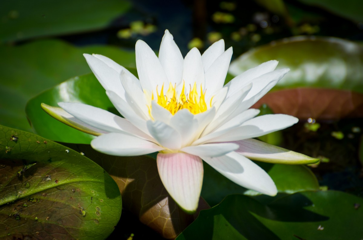 纯新手试拍“小老婆”，某宝1800?入手，觉得挺值O(∩_∩)O~