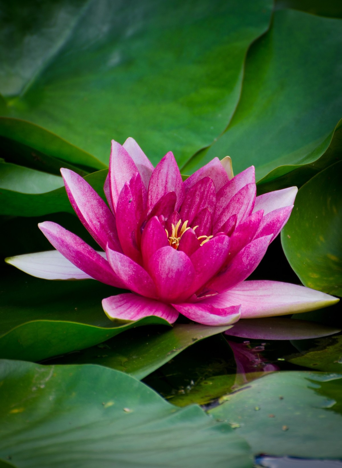 纯新手试拍“小老婆”，某宝1800?入手，觉得挺值O(∩_∩)O~