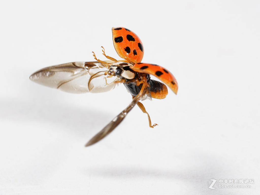 7ar2抓拍瓢虫起飞