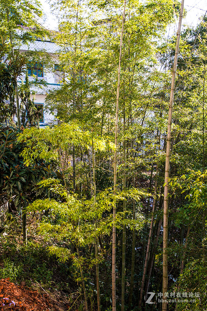 竹林小屋2015.11.26.