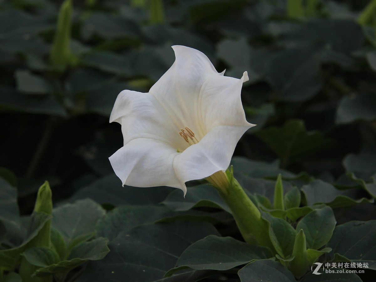 关东百花园17白曼陀罗花