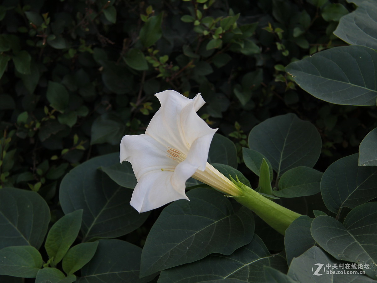 关东百花园17白曼陀罗花