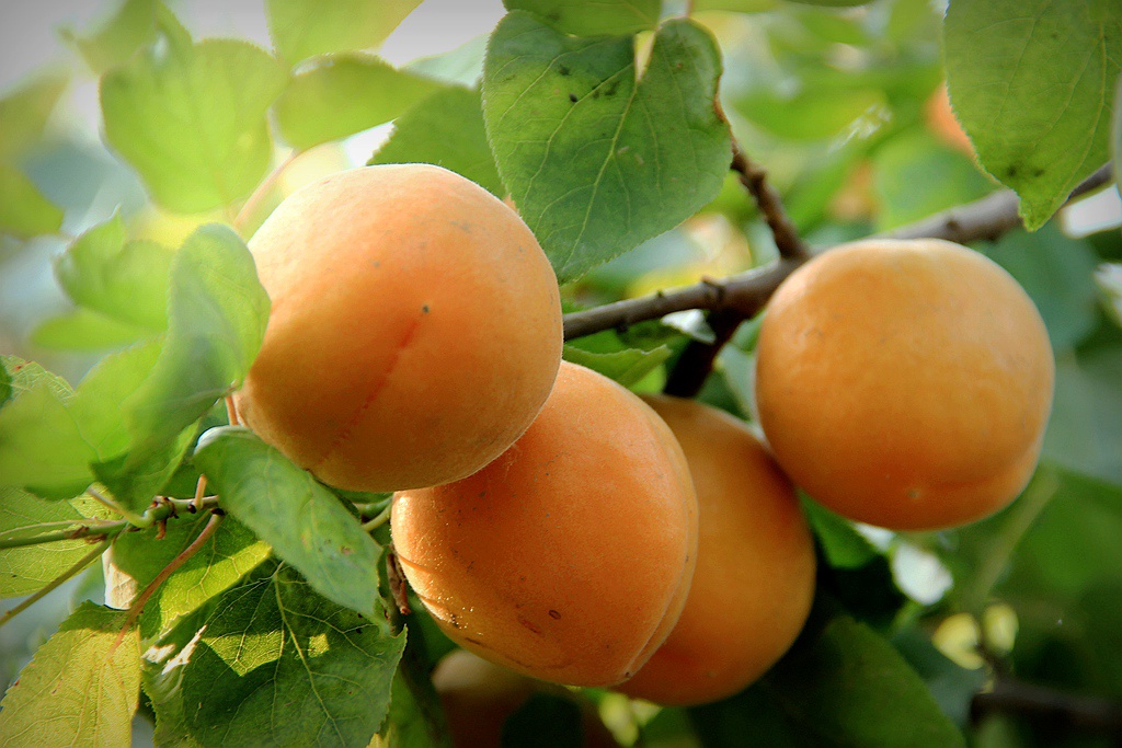 邢台甜杏大丰收