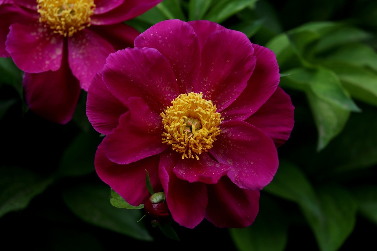 芍药花