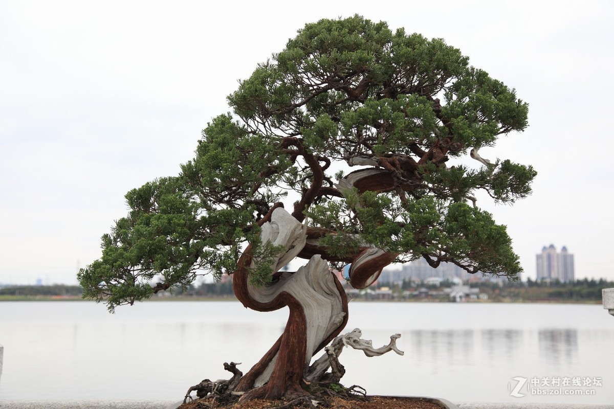 盆景