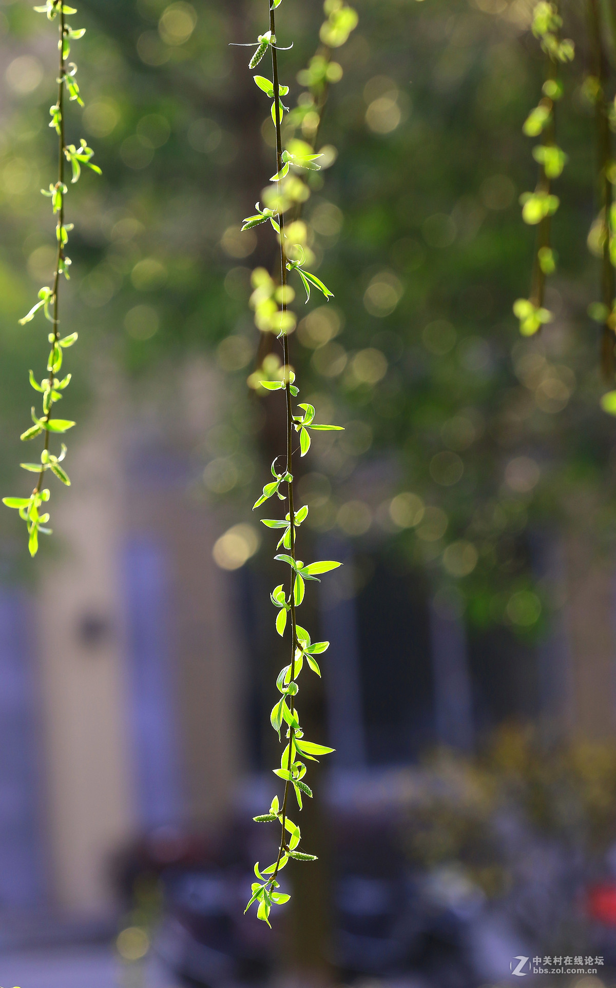 清晨随拍～～～～～～～～