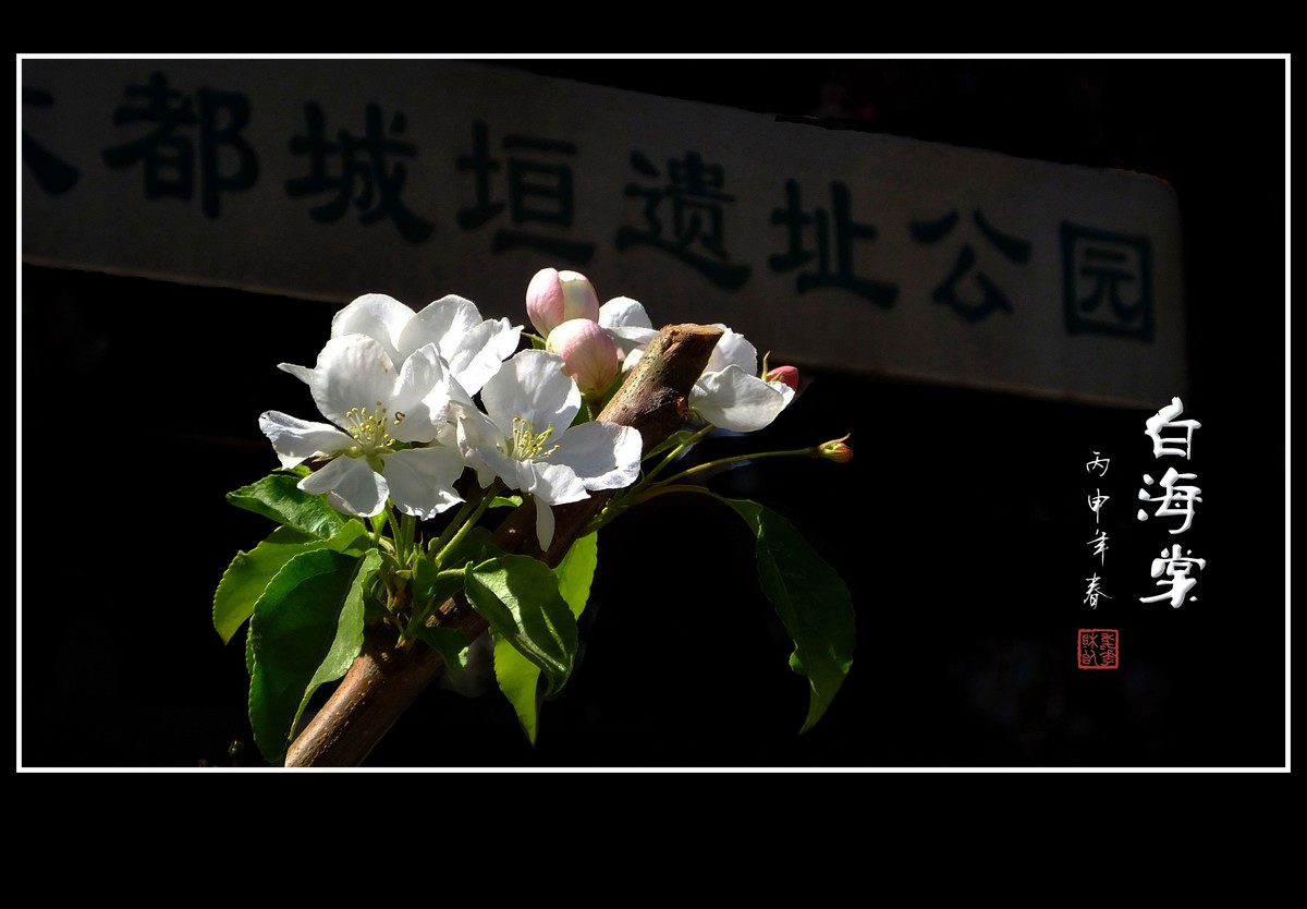 雪白的白海棠花