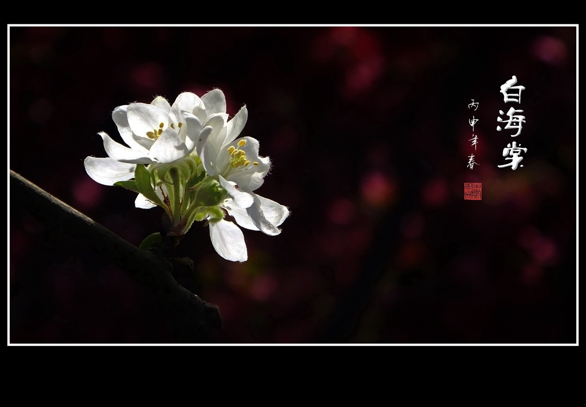 雪白的白海棠花