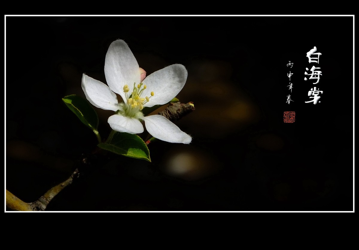 雪白的白海棠花