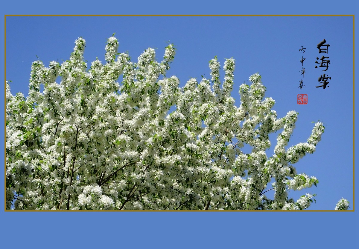 雪白的白海棠花