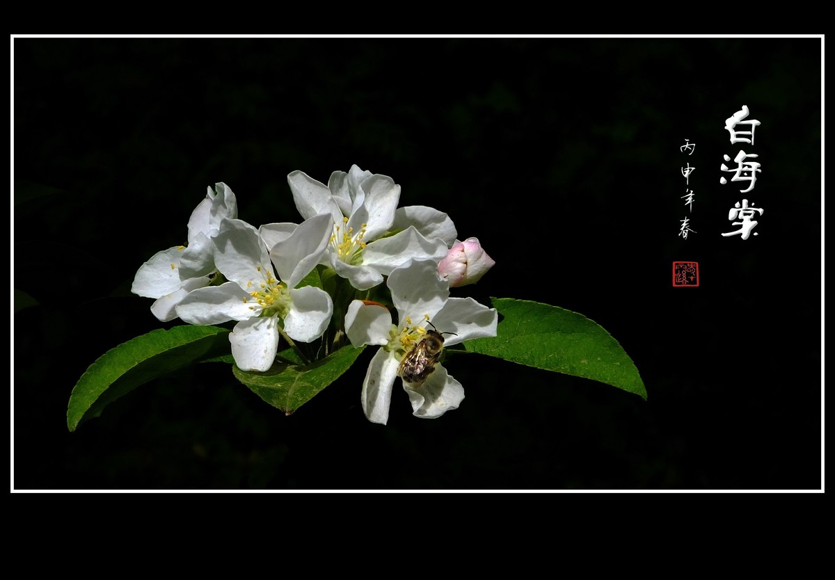 雪白的白海棠花