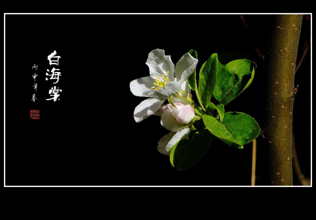 雪白的白海棠花