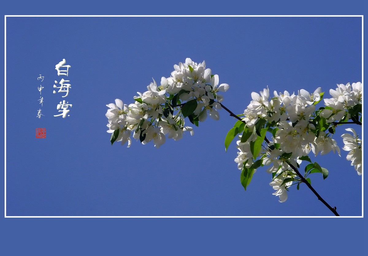 雪白的白海棠花