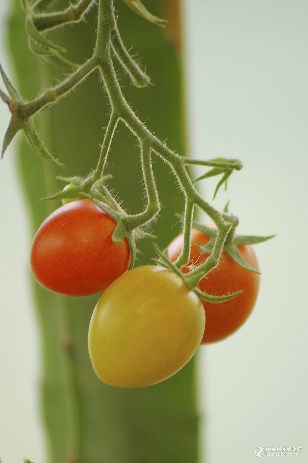 别样蔬果-中关村在线摄影论坛