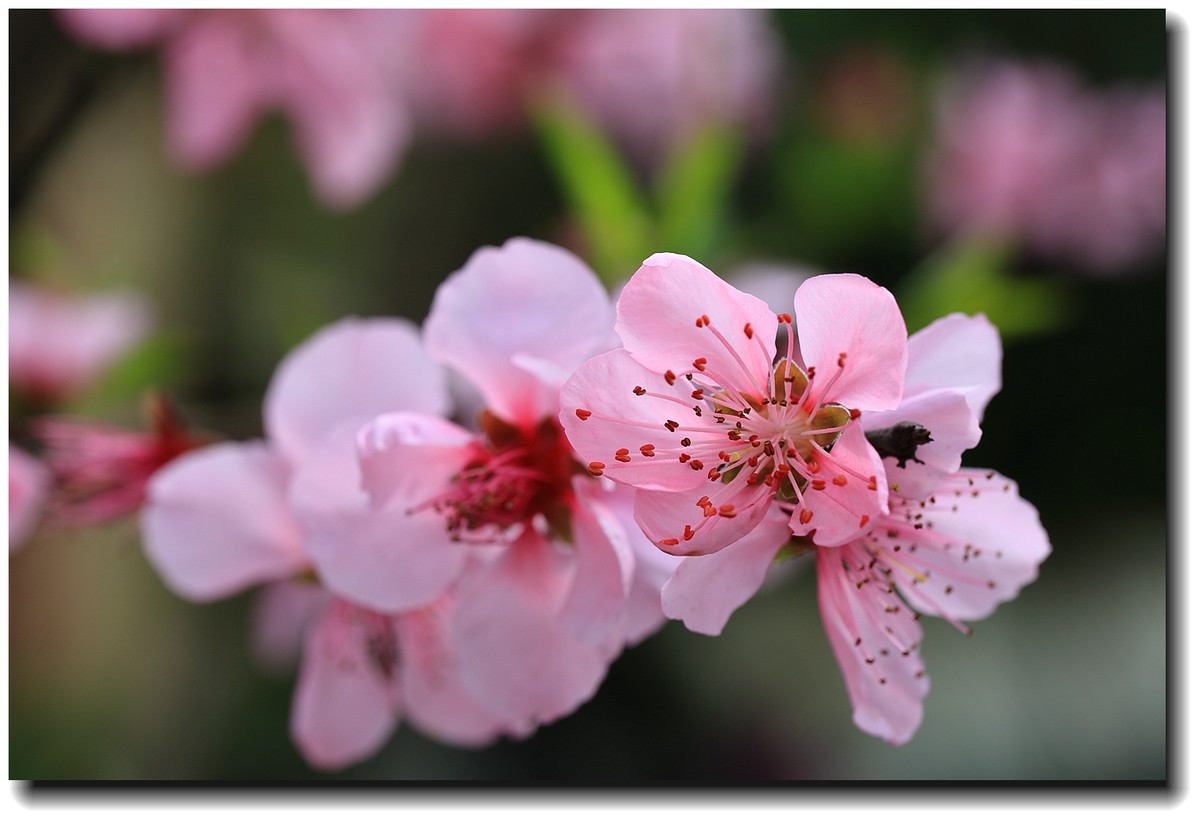 #佳能月赛-人间四月天#_【桃花盛开】