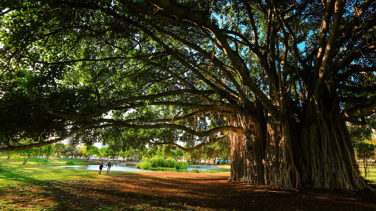 #佳能月赛-人间四月天#在那个浪漫的季节，去了夏威夷……