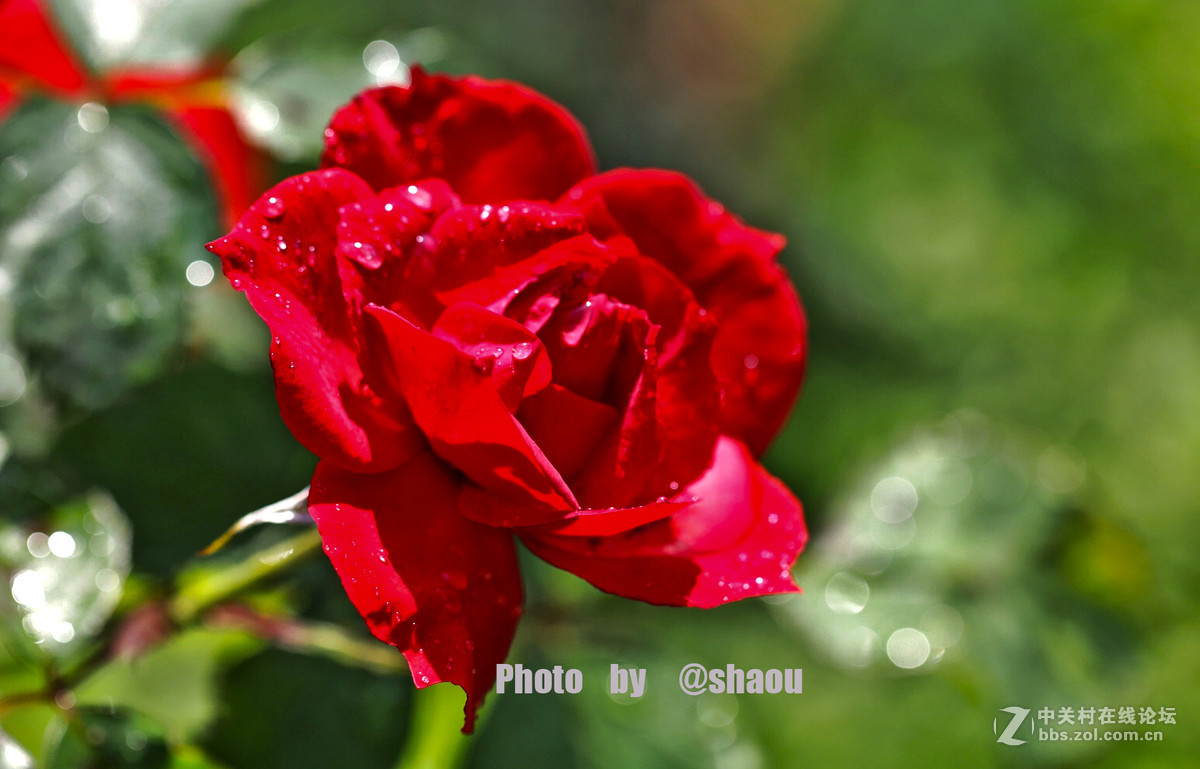 清明一组花卉随拍