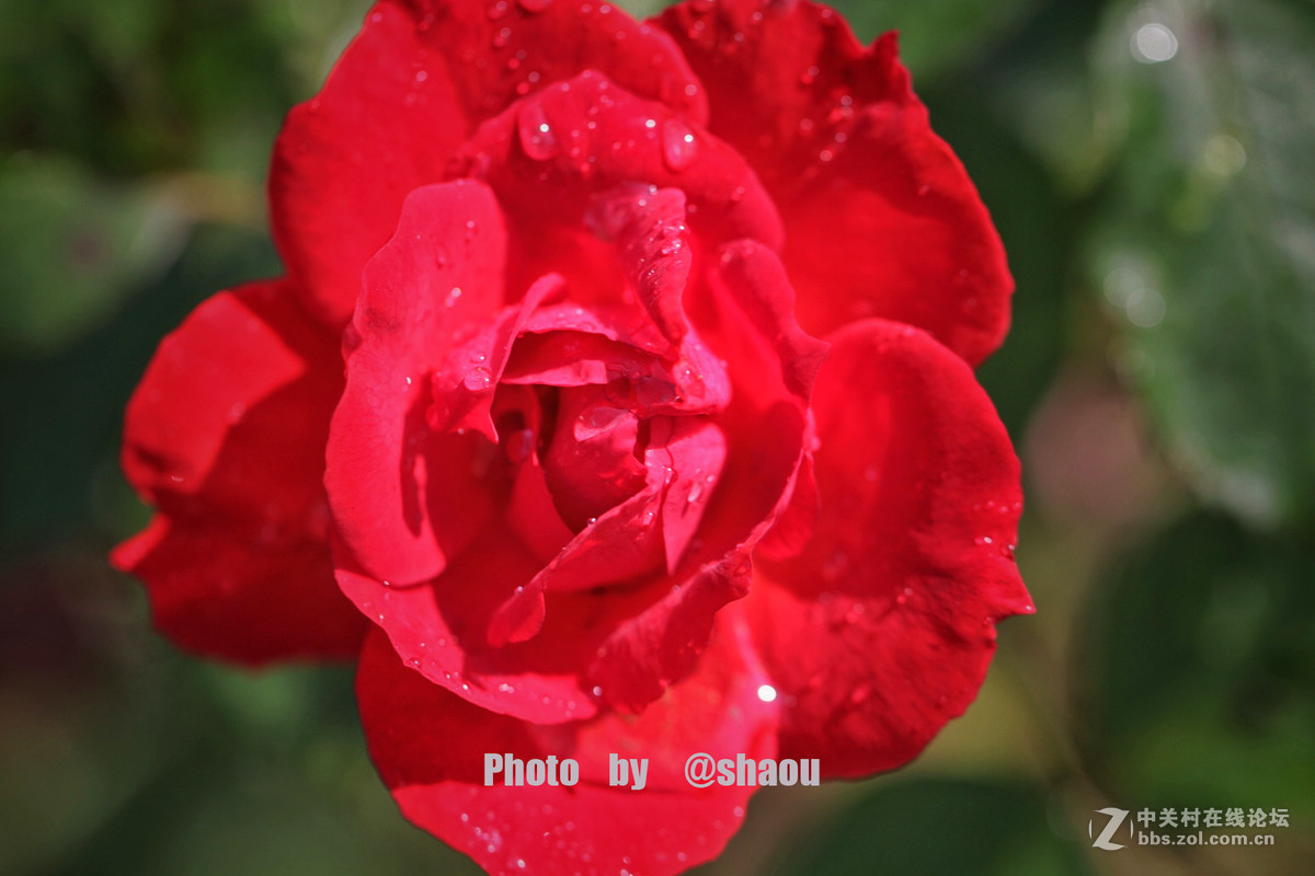 清明一组花卉随拍