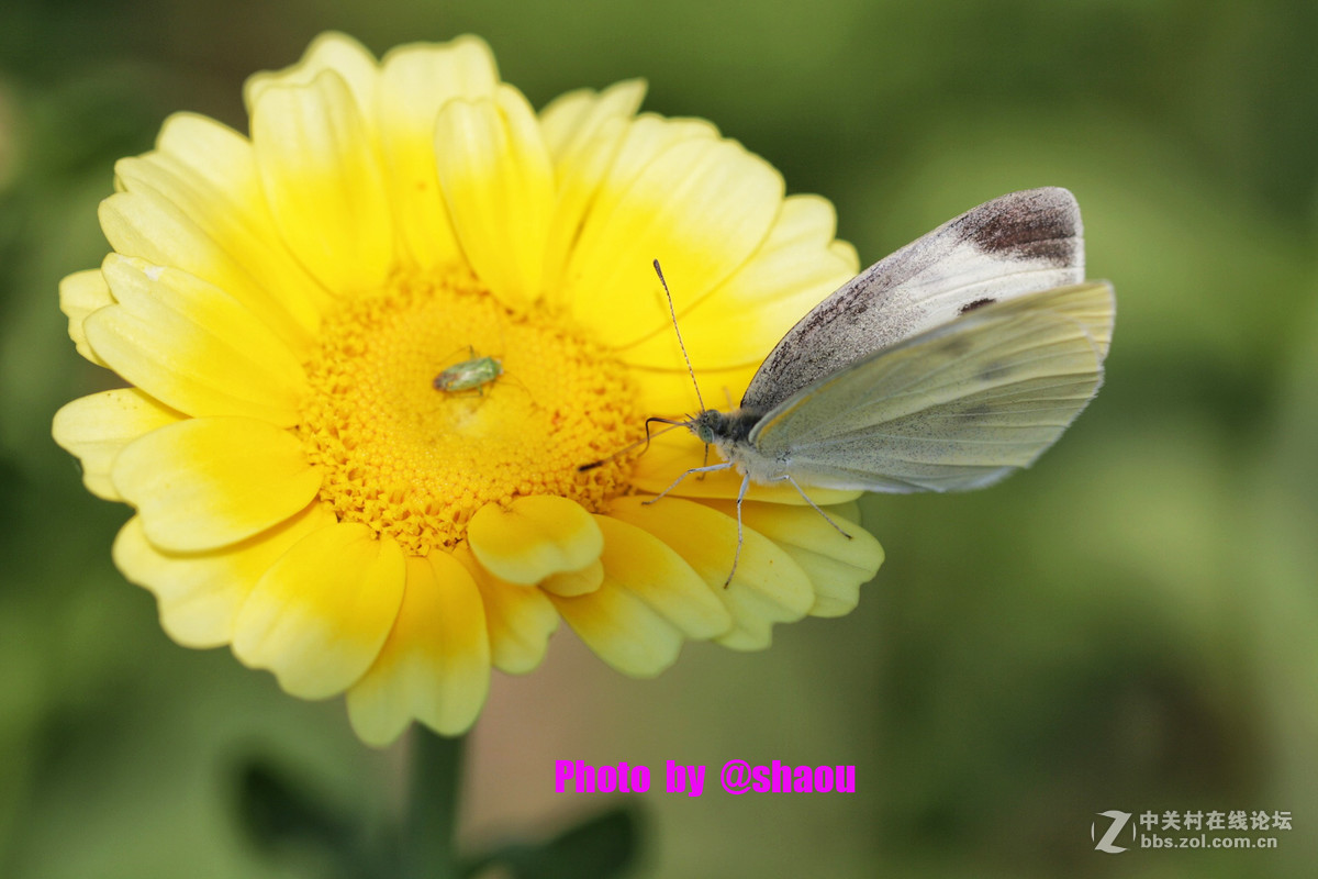 清明一组花卉随拍