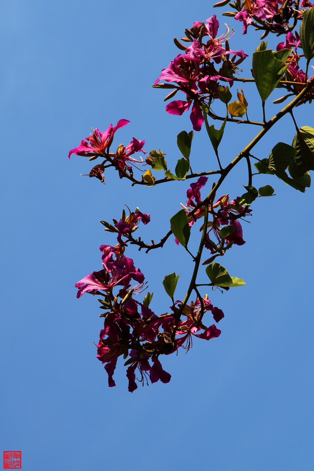 阳光下的红花羊蹄甲