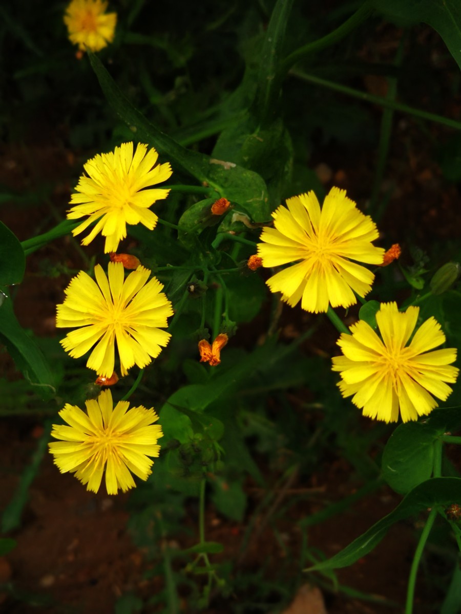 苦菜花