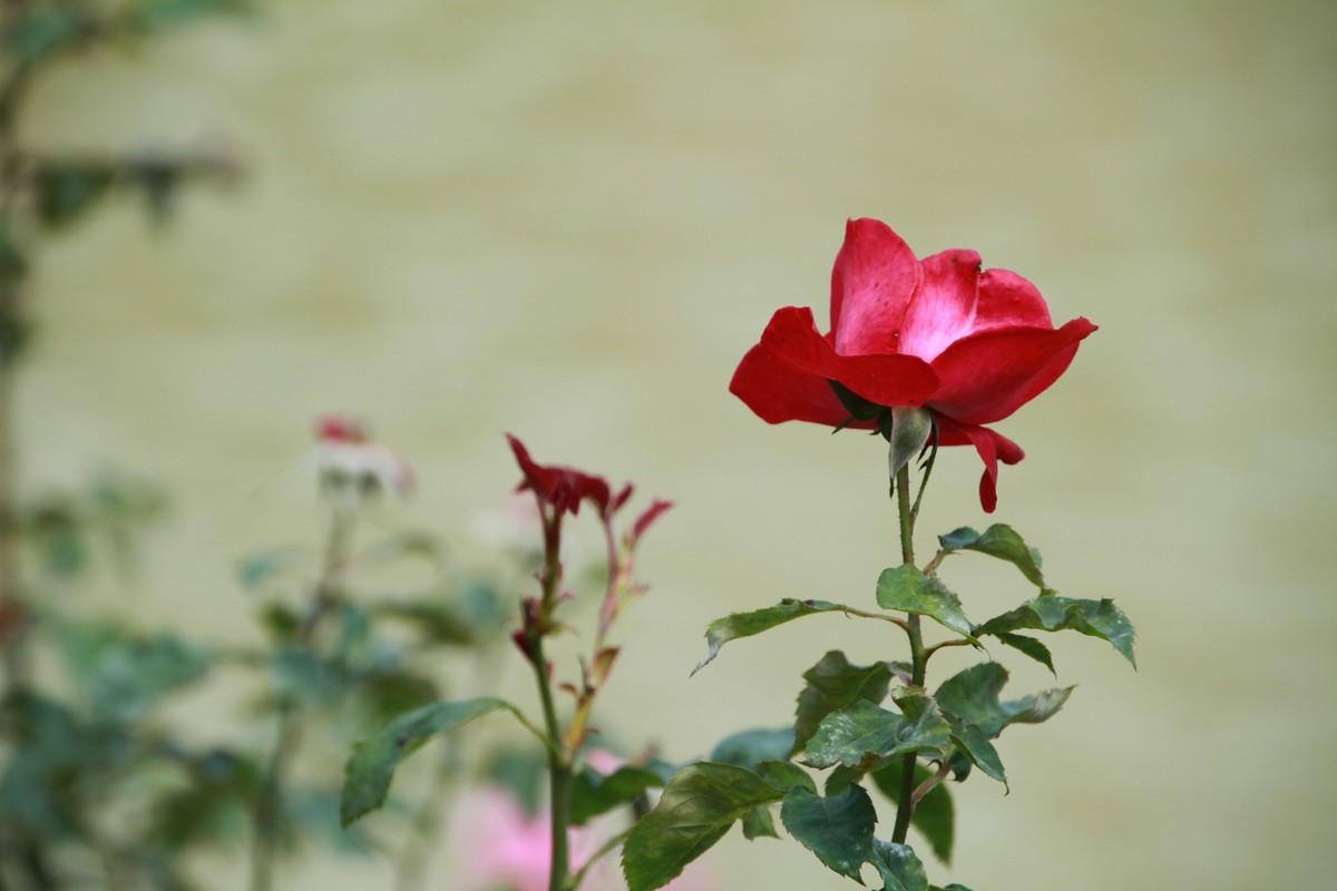 再拍月季花