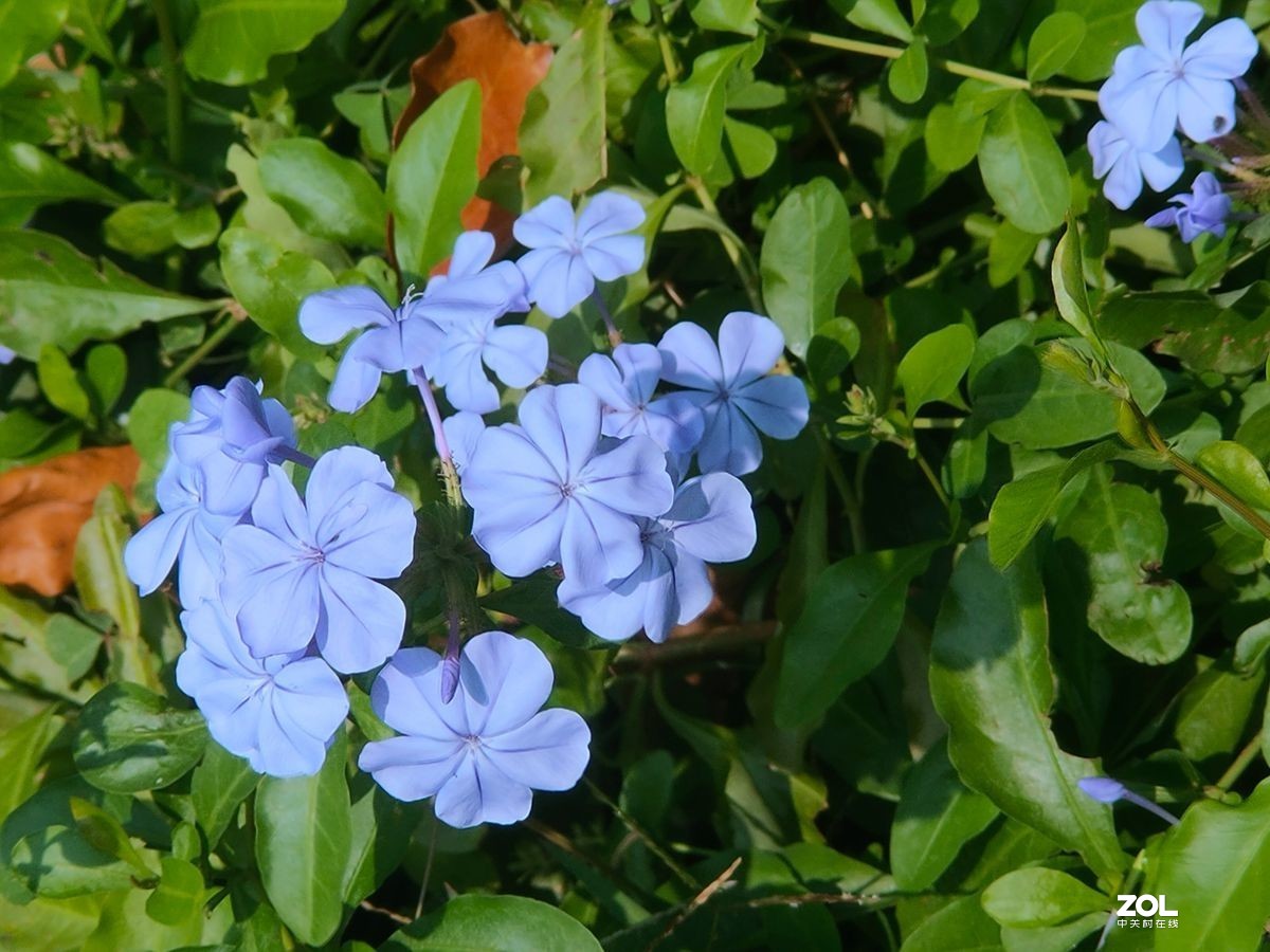 花卉系列【1545】