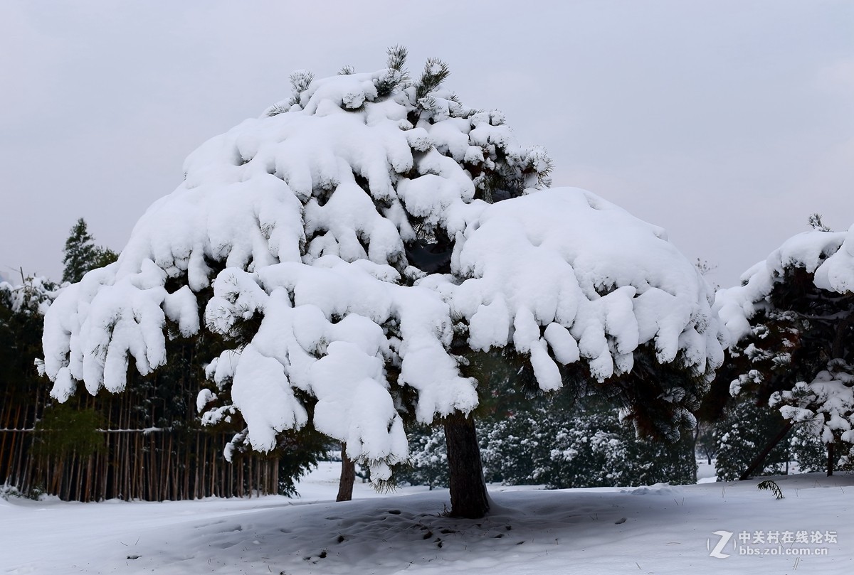 臨沂雪景